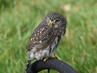 Glaucidium passerinum 7, Dwerguil, Saxifraga-Luuk Vermeer