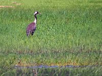 Grus grus 122, Kraanvogel, Saxifraga-Hans Dekker