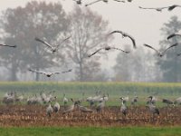 Grus grus 127, Kraanvogel, Saxifraga-Tom Heijnen