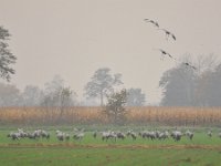 Grus grus 129, Kraanvogel, Saxifraga-Tom Heijnen