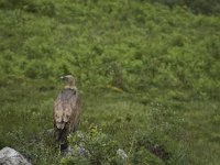 Gyps fulvus 114, Vale gier, Saxifraga-Willem van Kruijsbergen