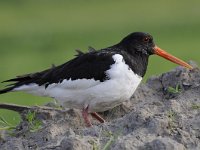 Haematopus ostralegus 69, Scholekster, Saxifraga-Luuk Vermeer