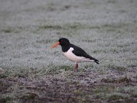 Haematopus ostralegus 74, Scholekster, Saxifraga-Luuk Vermeer