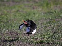 Haematopus ostralegus 76, Scholekster, Saxifraga-Luuk Vermeer