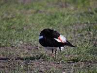 Haematopus ostralegus 79, Scholekster, Saxifraga-Luuk Vermeer