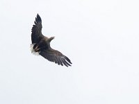 Haliaeetus albicilla 35, Zeearend, Saxifraga-Mark Zekhuis