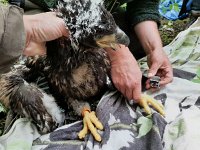 Haliaeetus albicilla 36, Zeearend, Saxifraga-Mark Zekhuis