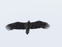 Haliaeetus albicilla 38, Zeearend, Saxifraga-Mark Zekhuis