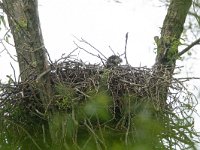 Haliaeetus albicilla 42, Zeearend, Saxifraga-Mark Zekhuis