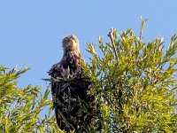 Haliaeetus albicilla 50, Zeearend, Saxifraga-Bart Vastenhouw