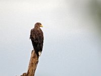 Haliaeetus albicilla 61, Zeearend, Saxifraga-Hans Dekker