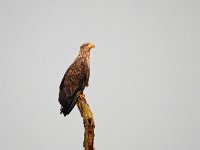 Haliaeetus albicilla 62, Zeearend, Saxifraga-Hans Dekker