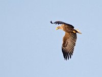 Haliaeetus albicilla 84, Zeearend, Saxifraga-Hans Dekker