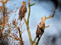 Haliaeetus albicilla 85, Zeearend, Saxifraga-Hans Dekker