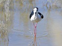 Himantopus himantopus 101, Steltkluut, Saxifraga-Tom Heijnen