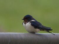 Hirundo rustica, Barn Swallow