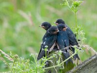 Hirundo rustica 110, Boerenzwaluw, Saxifraga-Luuk Vermeer