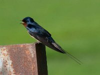 Hirundo rustica 119, Boerenzwaluw, Saxifraga-Luuk Vermeer