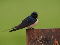 Hirundo rustica 121, Boerenzwaluw, Saxifraga-Luuk Vermeer