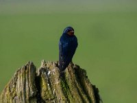 Hirundo rustica 122, Boerenzwaluw, Saxifraga-Luuk Vermeer