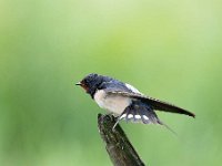 Hirundo rustica 125, Boerenzwaluw, Saxifraga-Luuk Vermeer