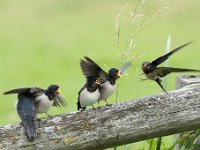 Hirundo rustica 135, Boerenzwaluw, Saxifraga-Luuk Vermeer