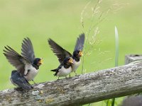 Hirundo rustica 136, Boerenzwaluw, Saxifraga-Luuk Vermeer