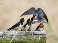 Hirundo rustica 141, Boerenzwaluw, Saxifraga-Luuk Vermeer