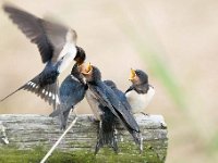 Hirundo rustica 144, Boerenzwaluw, Saxifraga-Luuk Vermeer