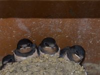 Hirundo rustica 164, Boerenzwaluw, Saxifraga-Jan Nijendijk