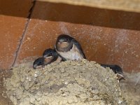 Hirundo rustica 167, Boerenzwaluw, Saxifraga-Jan Nijendijk