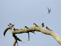 Hirundo rustica 172, Boerenzwaluw, Saxifraga-Hans Dekker