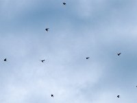 Hirundo rustica 174, Boerenzwaluw, Saxifraga-Hans Dekker