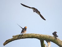 Hirundo rustica 175, Boerenzwaluw, Saxifraga-Hans Dekker