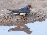 Hirundo rustica 177, Boerenzwaluw, Saxifraga-Mark Zekhuis