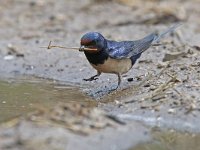 Hirundo rustica 178, Boerenzwaluw, Saxifraga-Mark Zekhuis