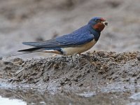 Hirundo rustica 179, Boerenzwaluw, Saxifraga-Mark Zekhuis