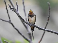 Hirundo rustica 182, Boerenzwaluw, Saxifraga-Tom Heijnen