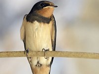 Hirundo rustica 185, Boerenzwaluw, Saxifraga-Tom Heijnen