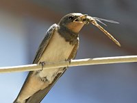 Hirundo rustica 186, Boerenzwaluw, Saxifraga-Tom Heijnen