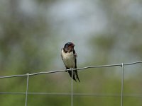 Hirundo rustica 79, Boerenzwaluw, Saxifraga-Dirk Hilbers