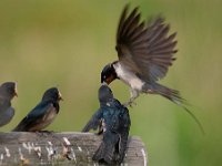 Hirundo rustica 84, Boerenzwaluw, Saxifraga-Luuk Vermeer