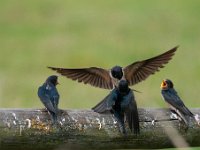 Hirundo rustica 90, Boerenzwaluw, Saxifraga-Luuk Vermeer