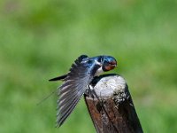 Hirundo rustica 96, Boerenzwaluw, Saxifraga-Luuk Vermeer