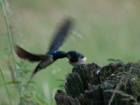 Hirundo rustica 97, Boerenzwaluw, Saxifraga-Luuk Vermeer