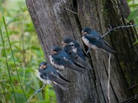 Hirundo rustica 98, Boerenzwaluw, Saxifraga-Luuk Vermeer