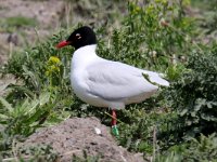 Ichthyaetus melanocephalus 18, Zwartkopmeeuw, Saxifraga-Henk Baptist