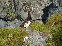 Lagopus lagopus ssp lagopus 15, Moerassneeuwhoen, Saxifraga-Hans Grotenhuis