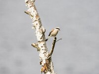 Lanius collurio 100, Grauwe klauwier, adult, male, Saxifraga-Theo Verstrael