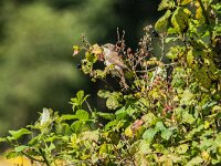 Lanius collurio 104, Grauwe klauwier, juvenile, Saxifraga-Theo Verstrael